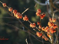 Hamamelis Frederic 2015 02 07 3066